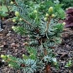 Picea omorika Hostoa