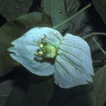 Dalechampia tiliifolia फूल