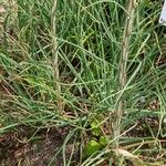 Asphodeline lutea Leaf