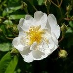 Rosa multifloraFlower