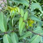 Polyscias sambucifolia Hoja