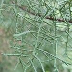 Cupressus goveniana Leaf