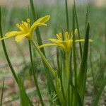 Gagea fragifera 花