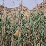 Phragmites australis葉