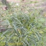 Ceballosia fruticosa Mosusu
