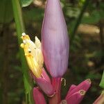 Musa velutina 花