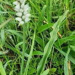 Chlorophytum africanum Folio