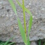 Bromus diandrus Leaf