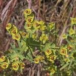 Euphorbia terracina Plod