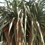 Dracaena draco পাতা