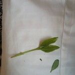 Catha edulis Φύλλο
