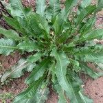 Rumex obtusifoliusBlatt