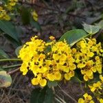 Stigmaphyllon ellipticum Flor