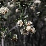 Ceanothus crassifolius Агульны выгляд