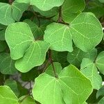 Bauhinia lunarioides Leht