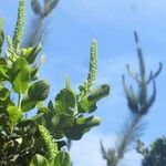 Escallonia pulverulenta Flower