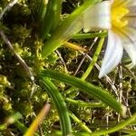 Romulea columnae Blatt