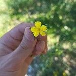 Linum maritimum Kvet