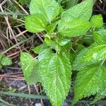 Pilea pumila برگ