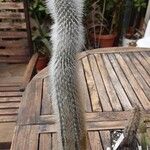 Cleistocactus strausii 形態