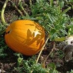 Cucurbita maxima Плод