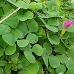 Oxalis purpurea Blatt