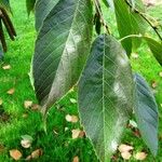 Alnus nitida Blad