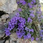 Campanula andrewsii Flower