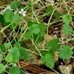 Pelargonium nanum Hostoa