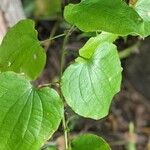 Smilax herbacea ഇല