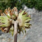 Anthyllis montana Flower