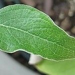 Salvia discolor Feuille