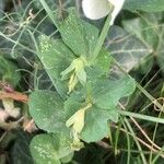 Lathyrus oleraceus Blad