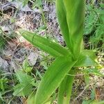 Orchis mascula Φύλλο