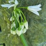 Allium triquetrum Virág