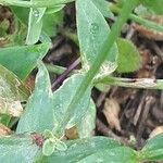 Silene behen Mosusu