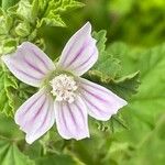 Malva multiflora Květ