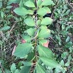 Rhamnus cathartica Leaf