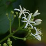 Erithalis fruticosa Flower