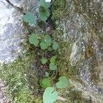 Cymbalaria aequitriloba Leaf