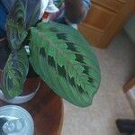 Maranta cristata Hoja