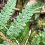 Polystichum setiferum Leaf