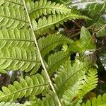 Dryopteris filix-masഇല