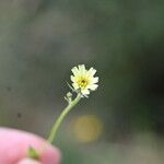 Tolpis umbellata Floare