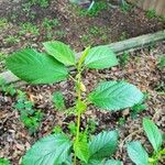 Corchorus olitorius Leaf