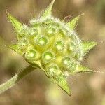 Knautia integrifolia Fruit