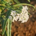 Heliotropium longiflorum फूल