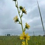 Silphium laciniatum Flower