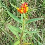 Asclepias curassavica Hábito