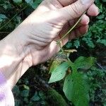 Oenothera glazioviana Fruit